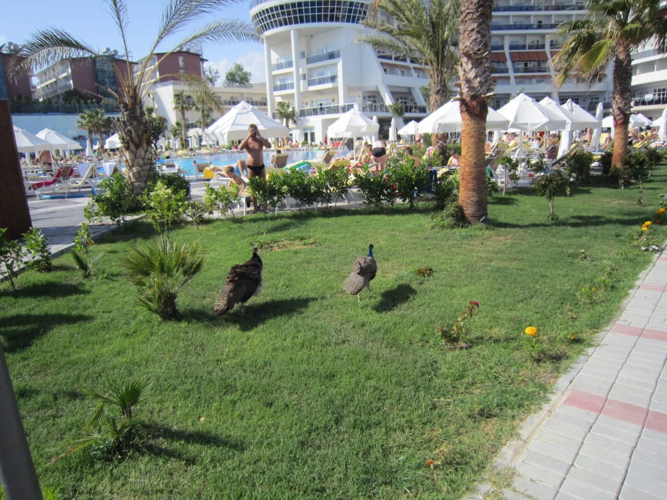 Garden Seaden Sea Planet Resort & Spa