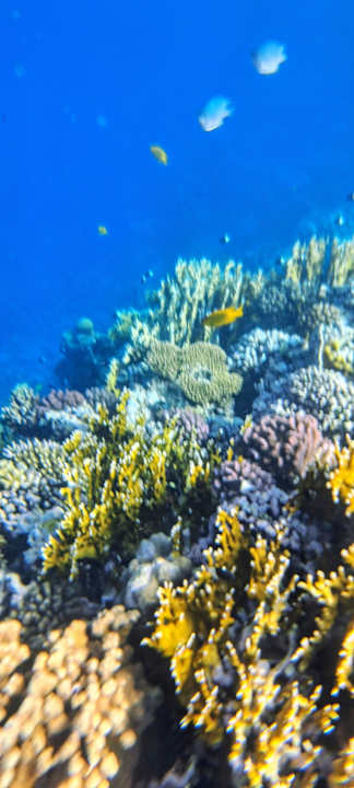 Sonstiges Albatros Makadi Resort