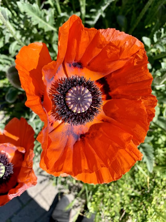 Gartenanlage THE GRAND Ahrenshoop