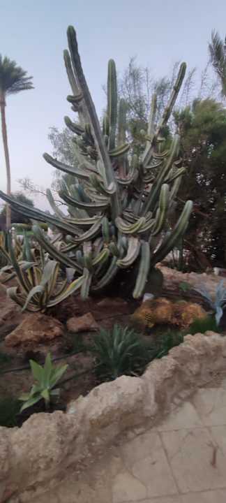 Außenansicht Makadi Spa - Adults only