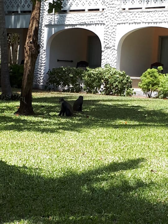 Gartenanlage Hotel Southern Palms Beach Resort