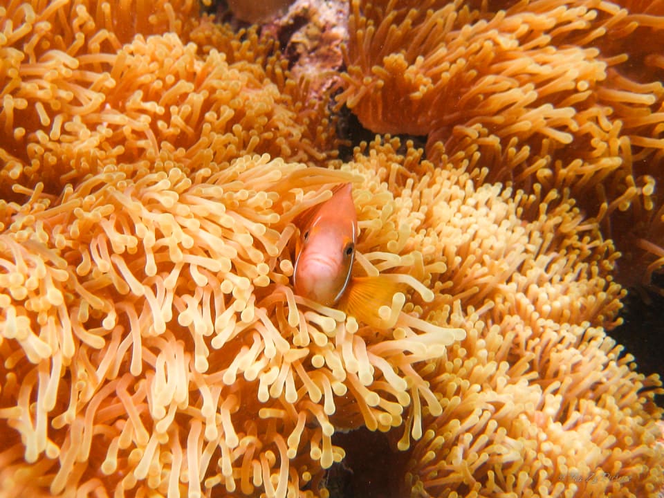 Sport & Freizeit Summer Island Maldives