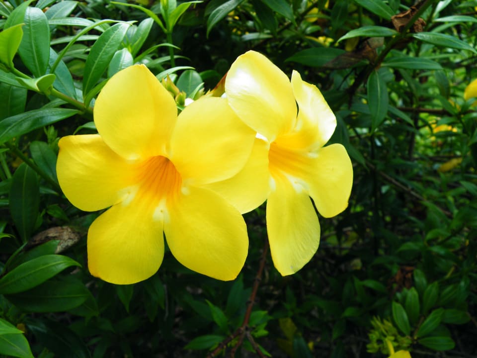 Alles Blüht Punta Cana Princess All Suites Resort & Spa