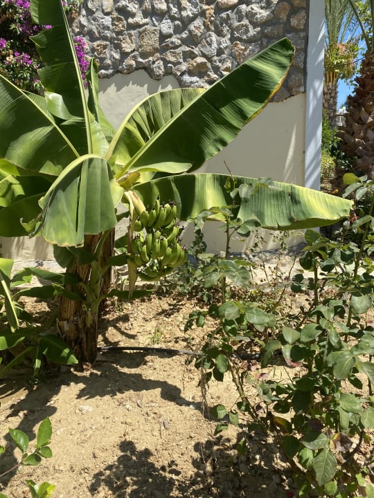 Gartenanlage Hotel Kouros Palace