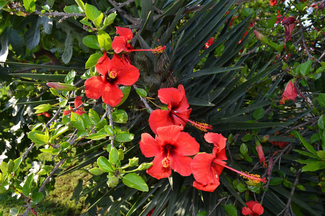 Kwiaty Hotel Kalithea Horizon Royal