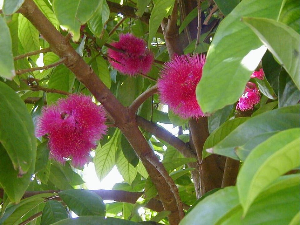 Apfel Jambuse Casa Phönix Annex Isla Verde