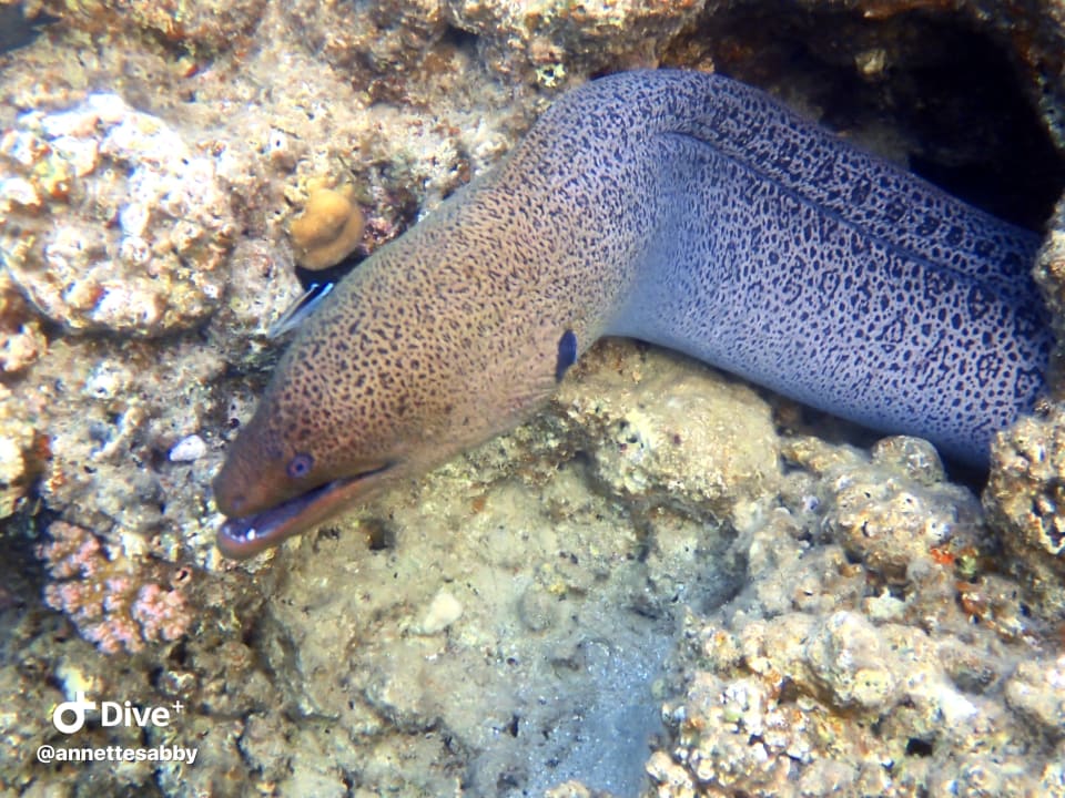 Sport & Freizeit Three Corners Equinox Beach Resort