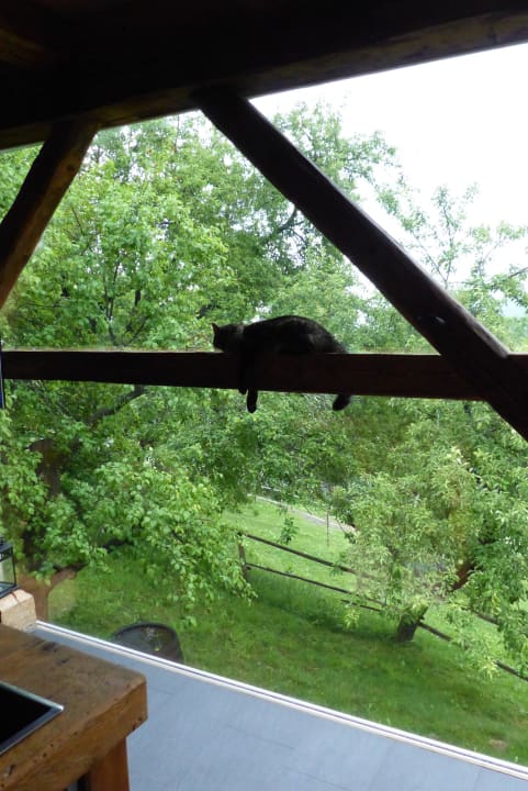 Ausblick von der Küche LUXGUT - OLIVIA