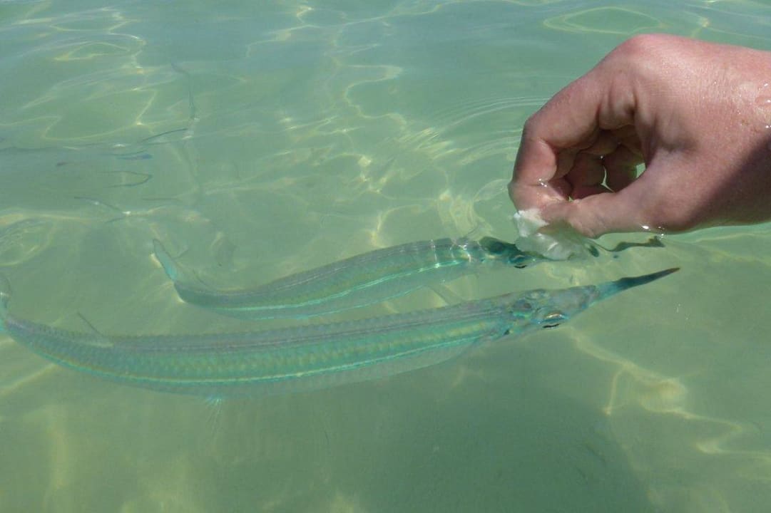 Glasklares Wasser / Top zum Fische füttern Cape Panwa Hotel