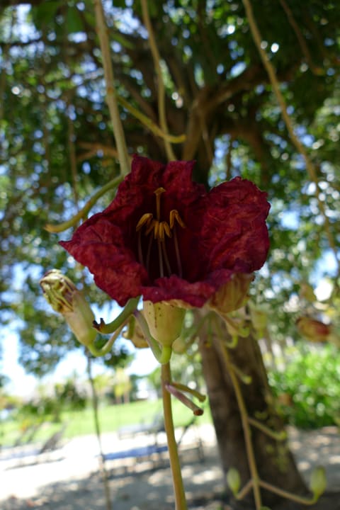 Gartenanlage Le Meridien Ile Maurice