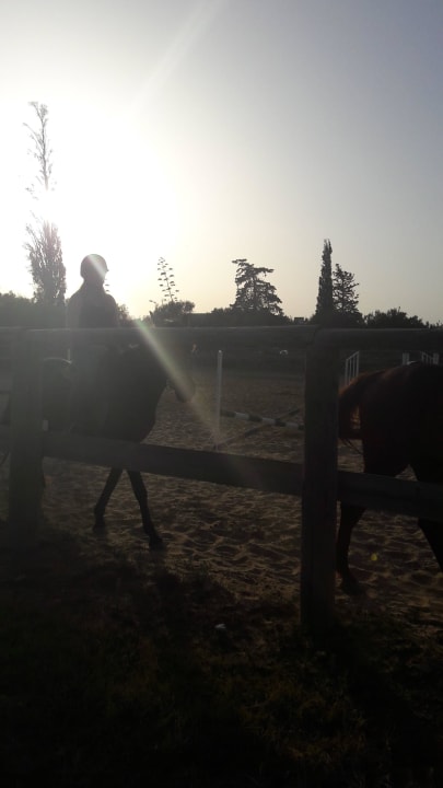 Reiten  Sentido Phenicia