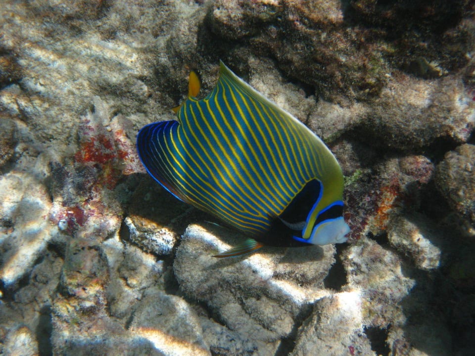 Unterwasserwelt am Hausriff NH Collection Maldives Reethi Resort
