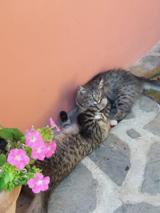 Gartenanlage Hotel Le Tre Grazie