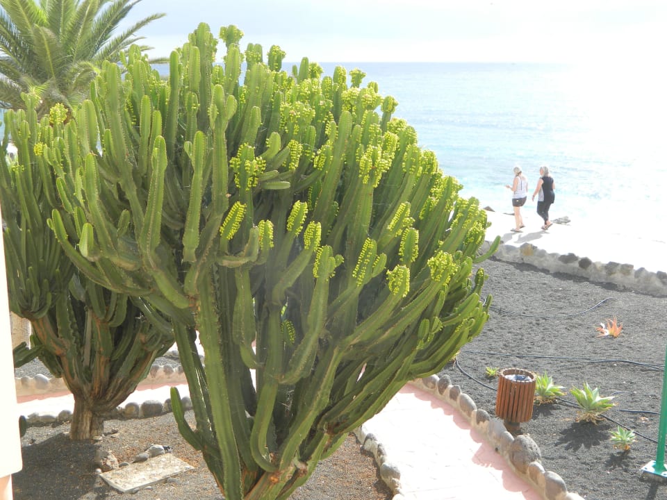 Gartenanlage SBH Hotel Royal Monica