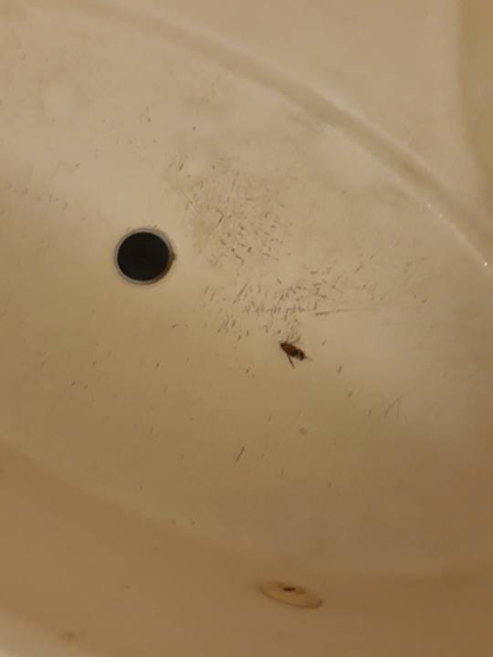 Das Bad samt erschlagener Kakerlake Adelaide Paringa Motel