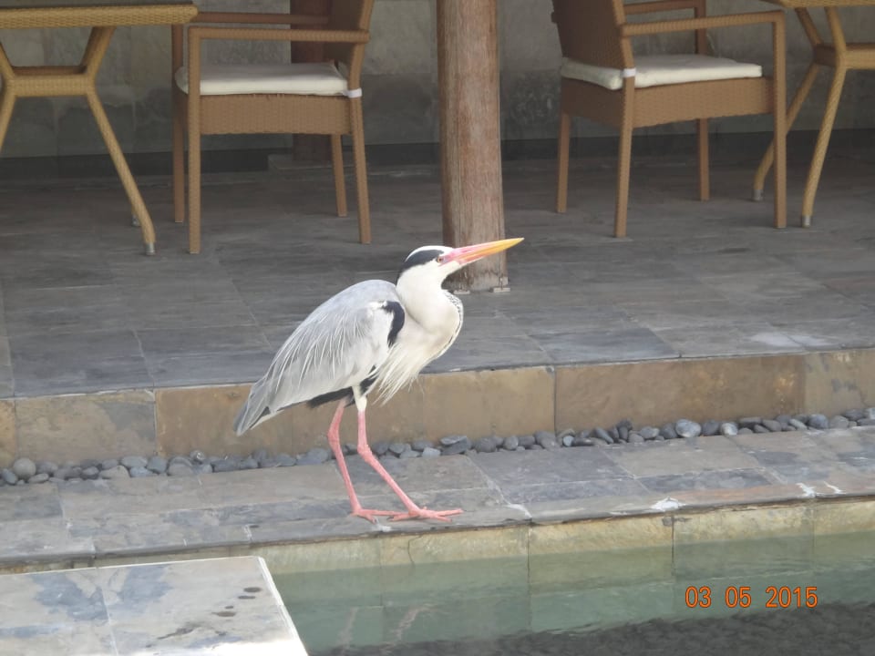 Reiher Kuramathi Maldives