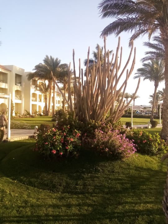 Außenansicht Pickalbatros Dana Beach Resort - Hurghada