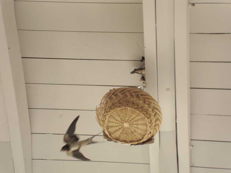 Schwalbennest im Restaurant - echt süß Atlantica Mikri Poli Rhodes