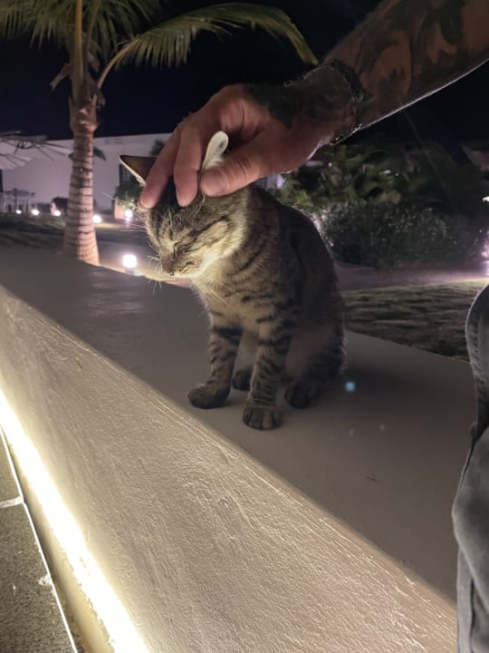 Sonstiges Dreams Macao Beach Punta Cana - All Inclusive