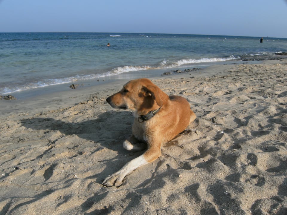 Strand Shams Alam Beach Resort