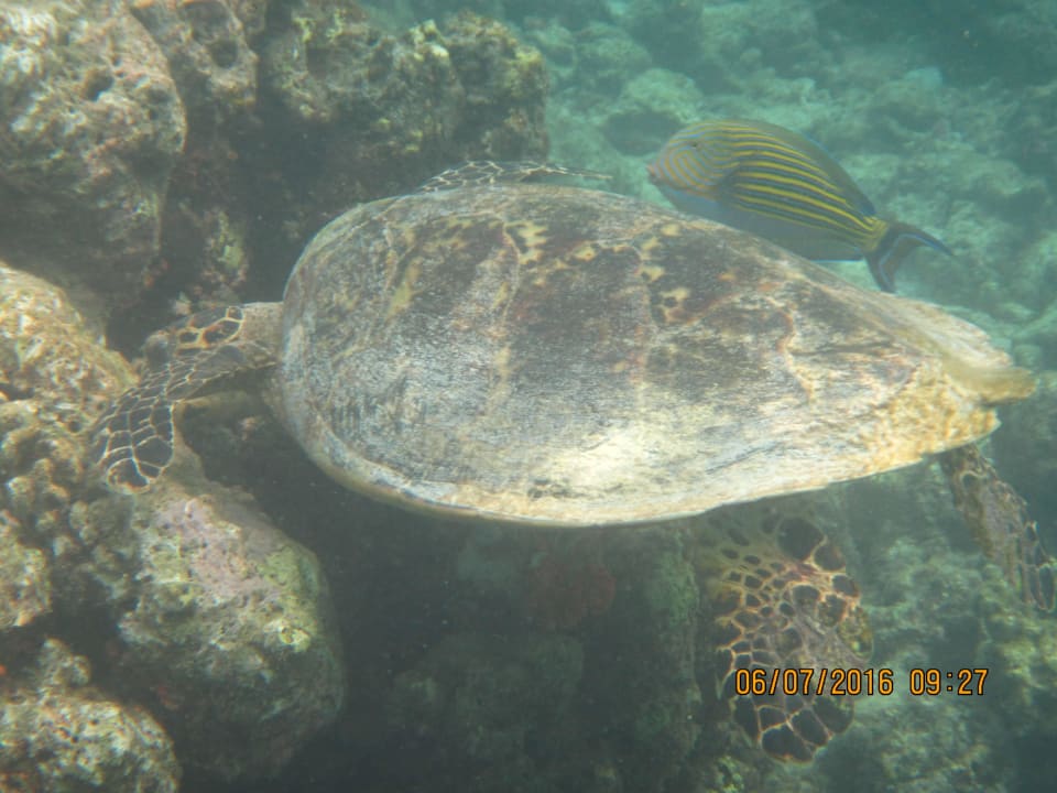 Schildkröte beim Frühstücken Embudu Village