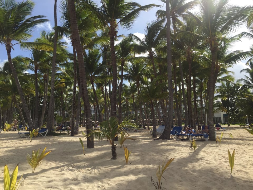 Garten Hotel Riu Palace Macao - Adults only