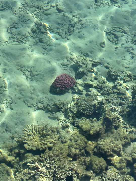 Strand Cleopatra Luxury Resort Makadi Bay