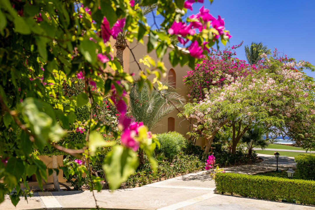 Gartenanlage Steigenberger Coraya Beach - Adults only