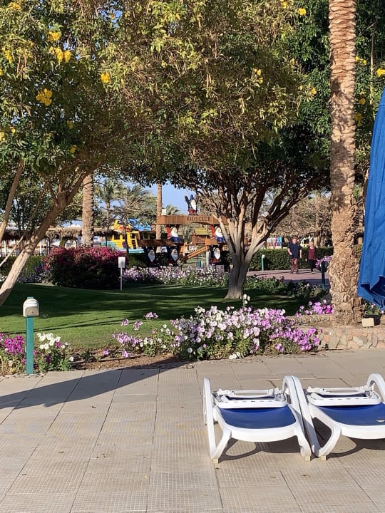 Sonstiges Desert Rose