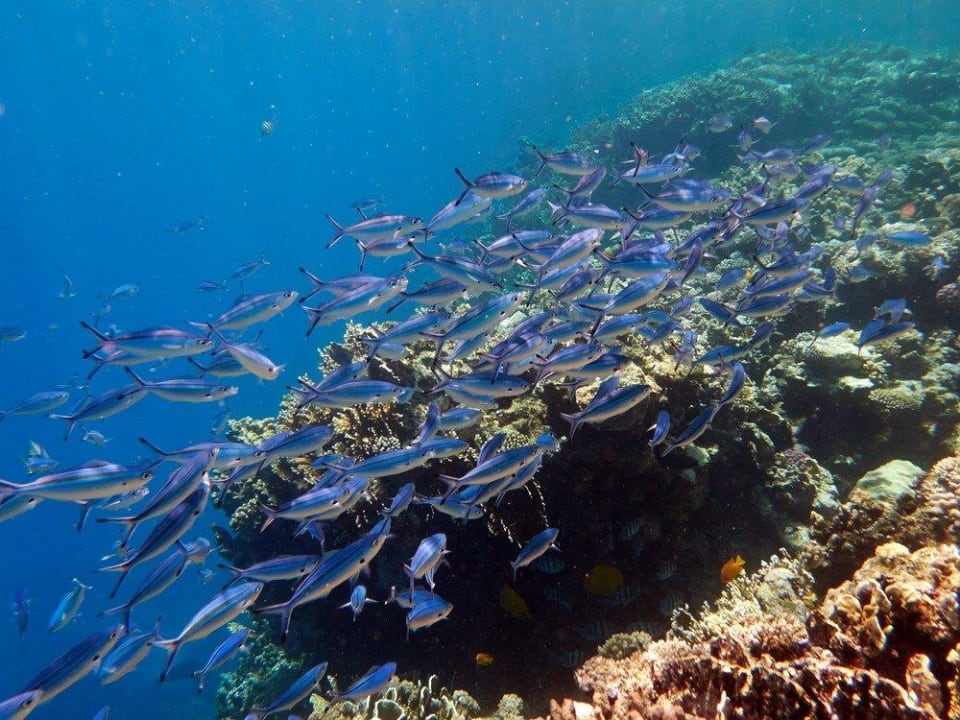 Blau Malikia Resort Abu Dabbab