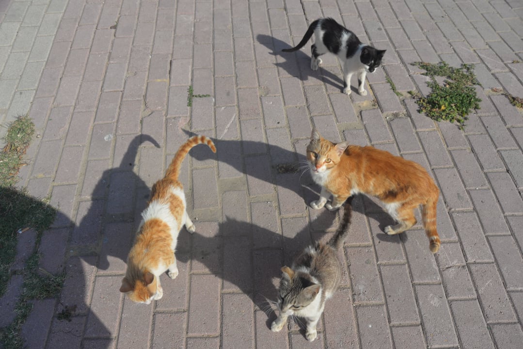 Снова кошки Hotel El Kantaoui Center