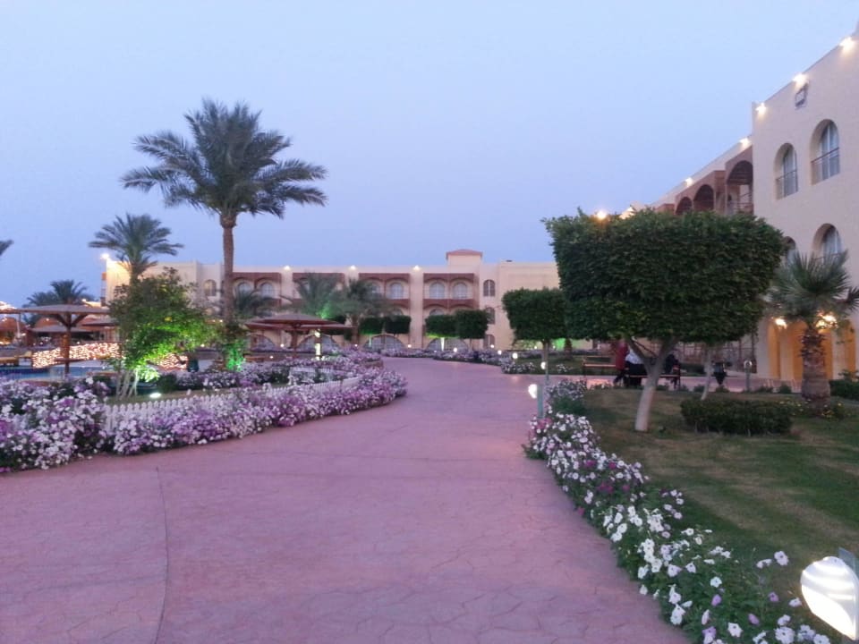 Einfach traumhaft! Desert Rose