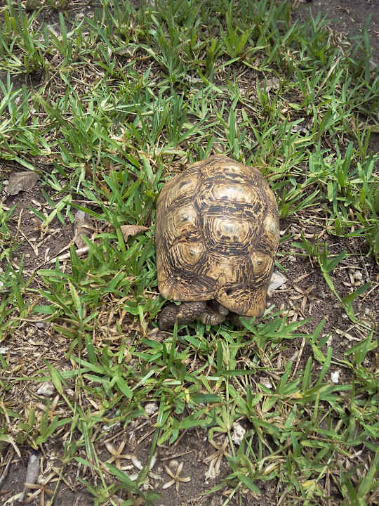 Eine Schildkröte auf Wanderschaft African Dream Cottages