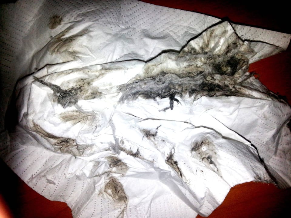 Auf dem Schrank wurde beseitigt Best Western Plus Palatin Kongresshotel