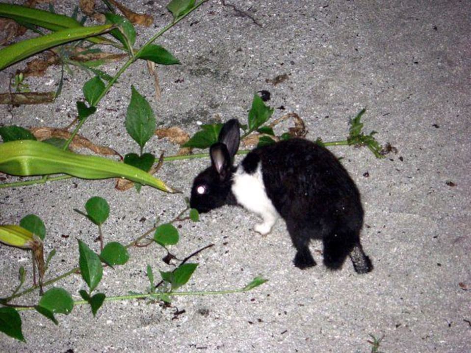 Es gibt sogar Kaninchen Kuredu Island Resort & Spa