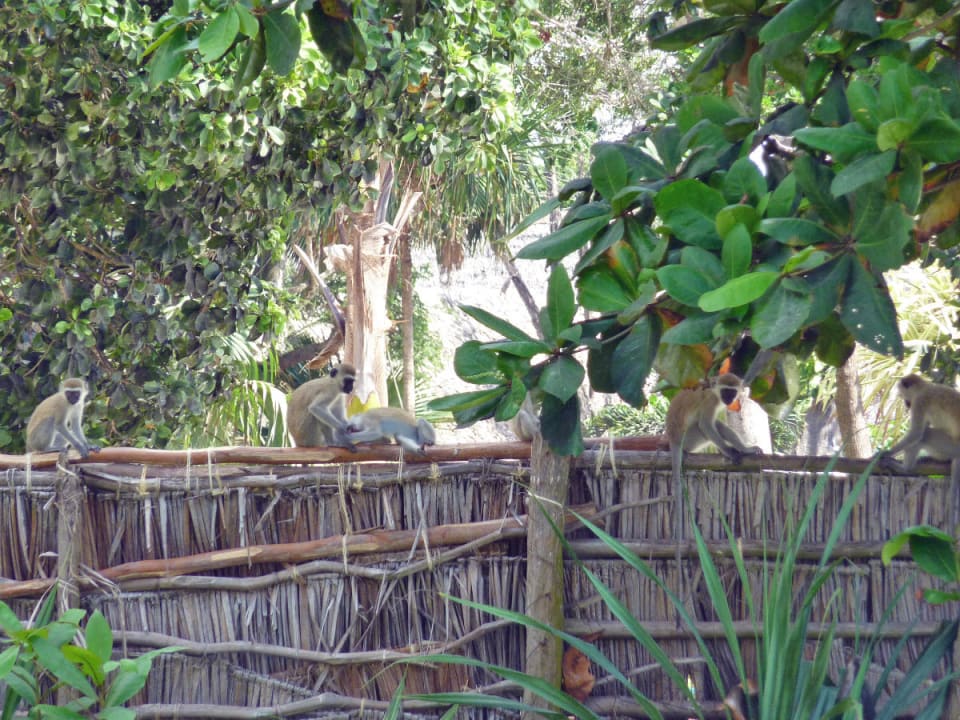 Unterhaltsame Zaungäste Hotel Papillon Lagoon Reef