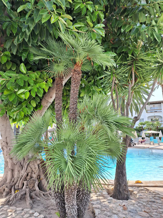 Pool Alcudia Garden Aparthotel