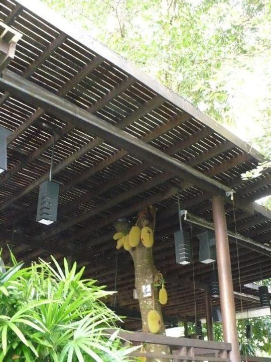 Jackfruitbaum SYLVAN Koh Chang