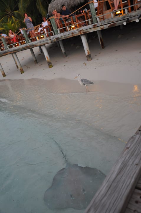 Kuramathi Kuramathi Maldives