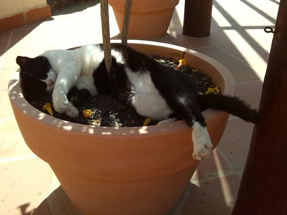 Hotelkatze auf dem Weg zum Strand H10 Playa Esmeralda - Adults only