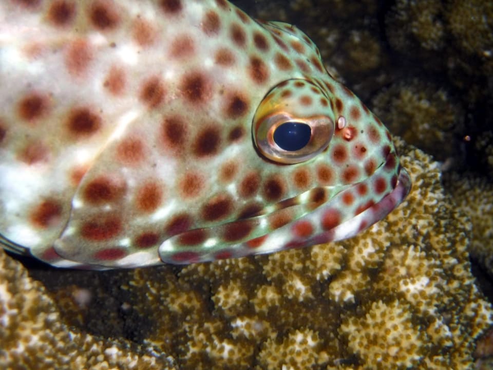 Sport & Freizeit Rohanou Beach Resort