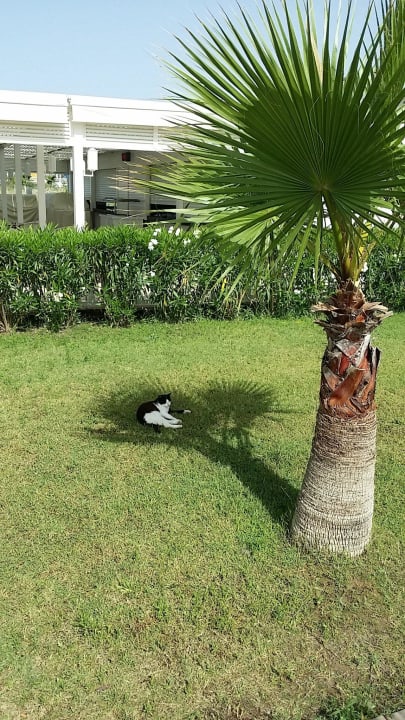 Royal Alhambra Palace Juni 2014 Royal Alhambra Palace