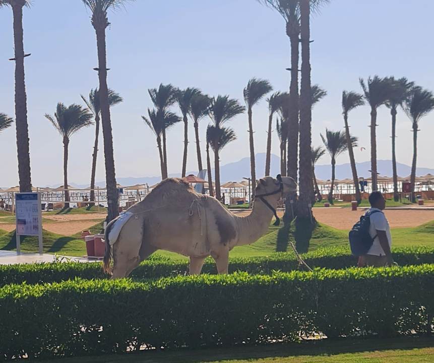 Ausblick Pickalbatros Laguna Vista Hotel