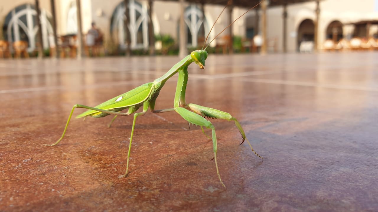 Sonstiges Shams Alam Beach Resort