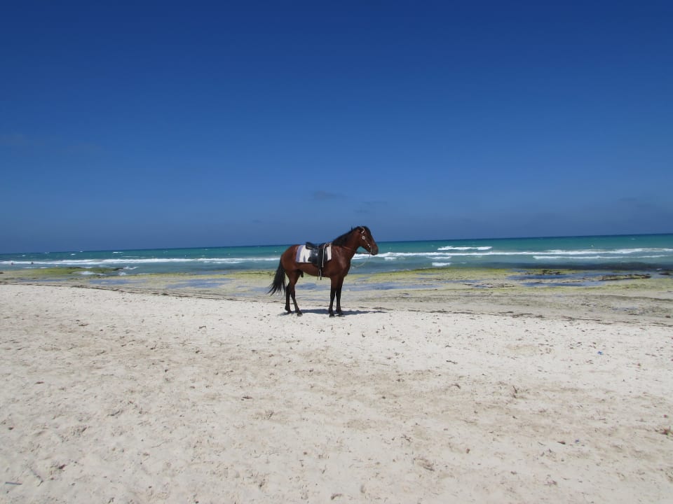 Strand Vincci Helios Beach