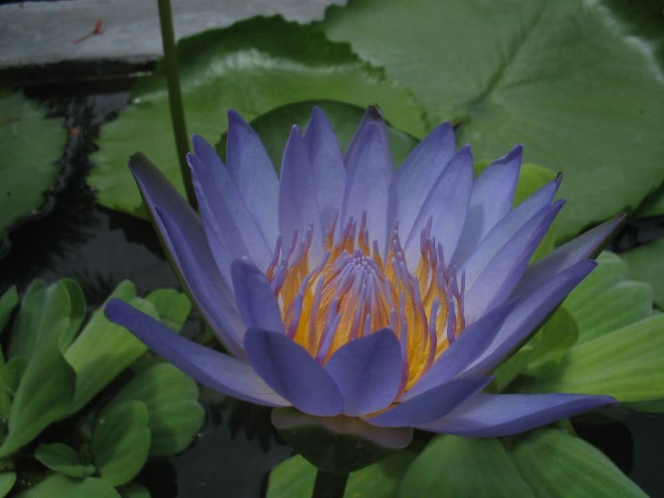 Seerose Banana Fan Sea Resort