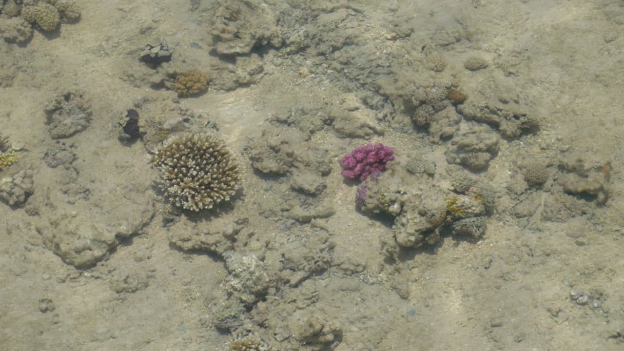 Unterwasserwelt Stella Beach Resort & Spa Makadi Bay