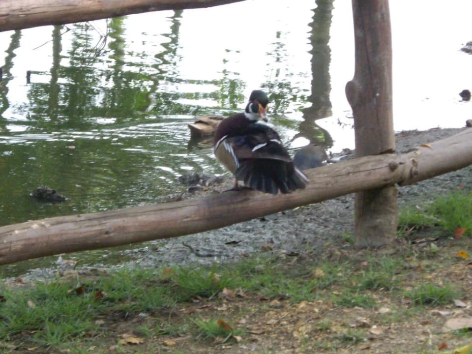 Neu angelegter Teich Iberostar Selection Hacienda Dominicus