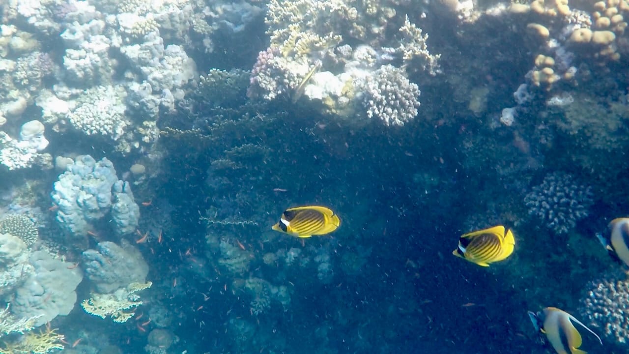 Strand Pickalbatros Sands Hotel - Port Ghalib