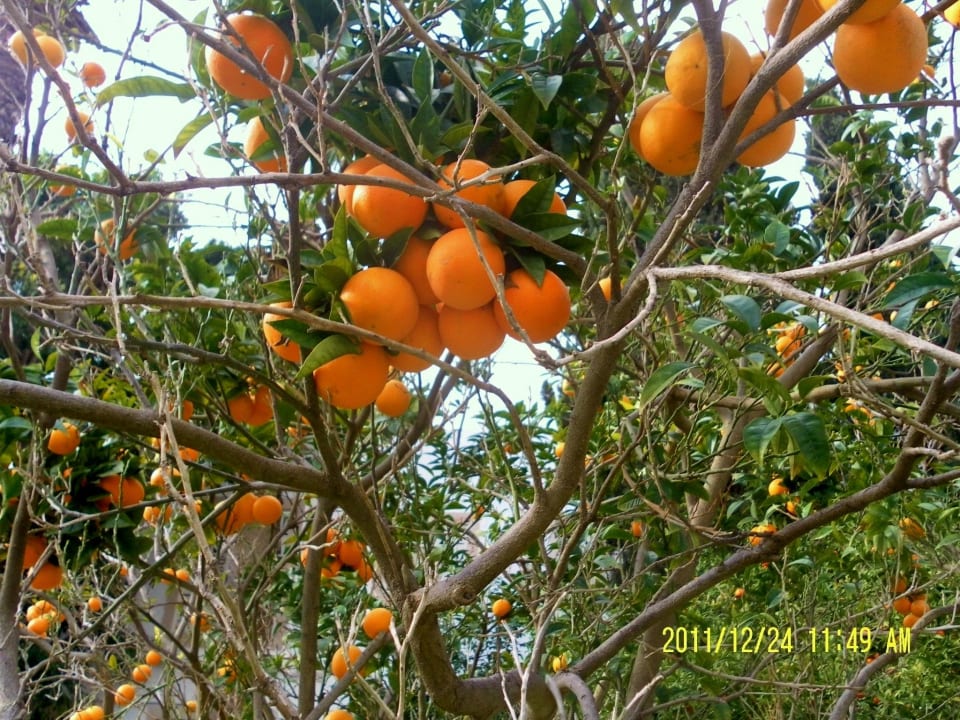 Orangenbaum The Orangers Beach Resort and Bungalows